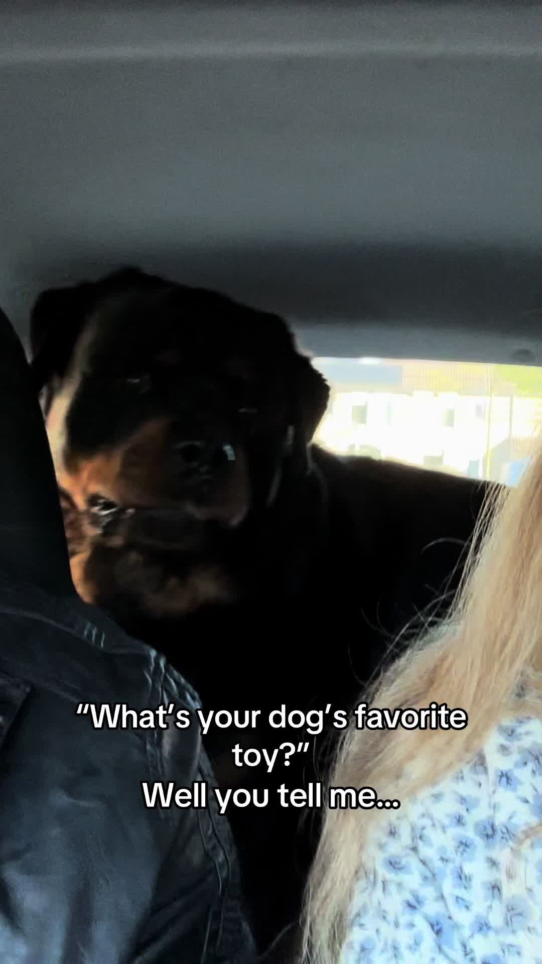 @Dyce de rottweiler