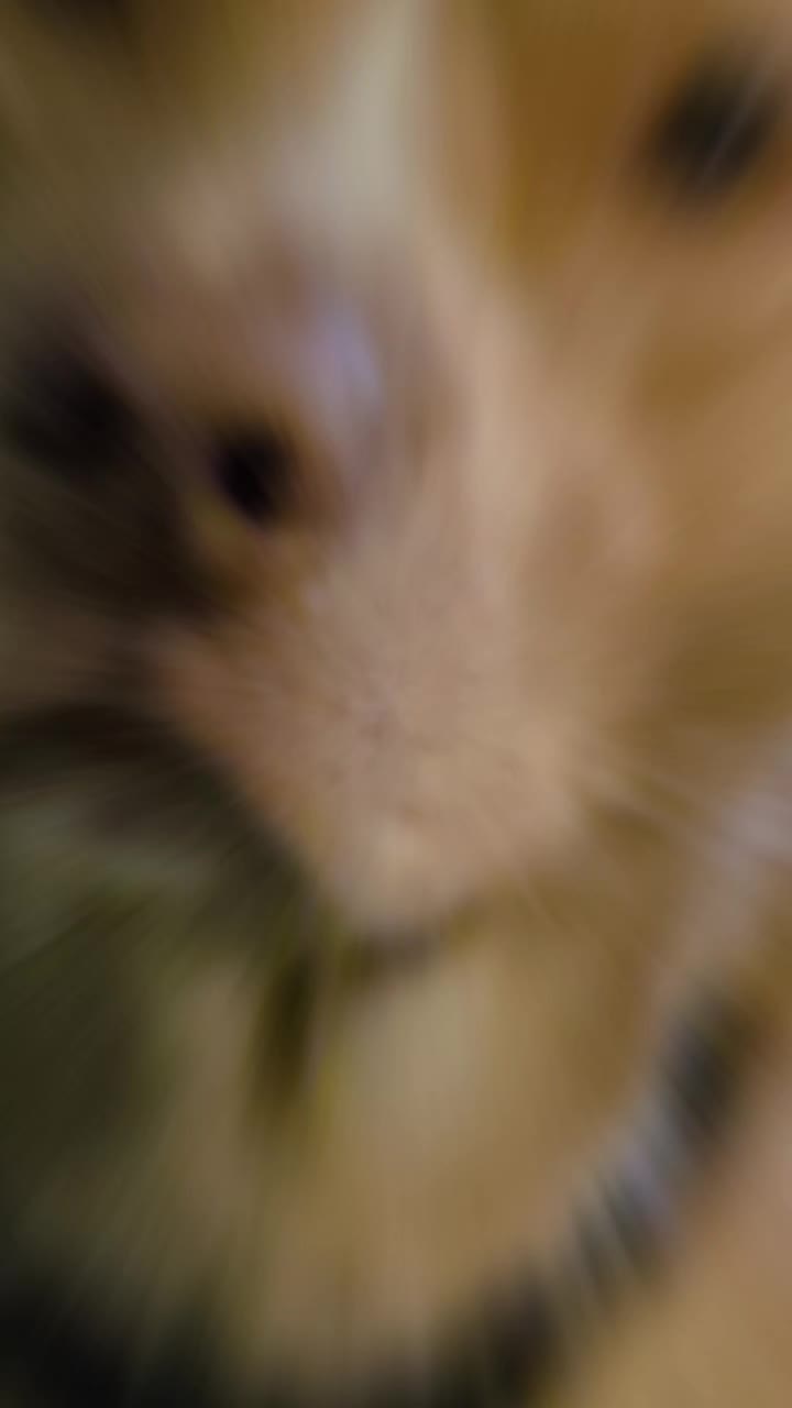 @animal whisper