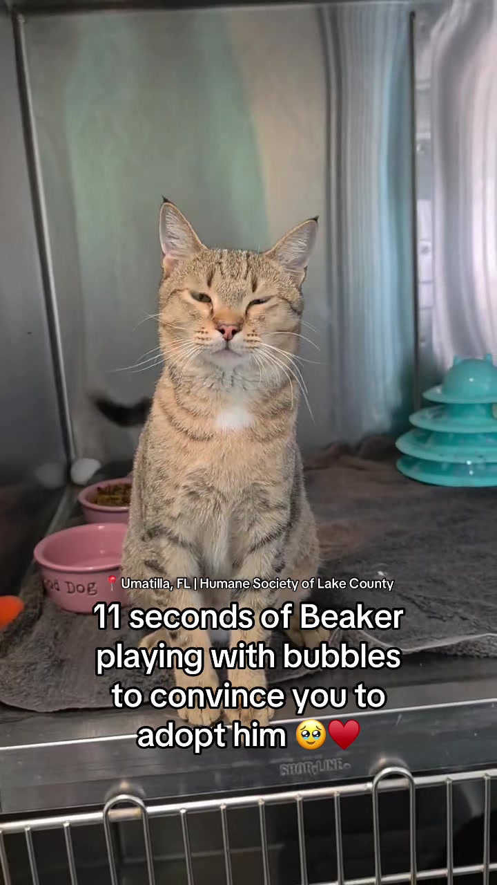 @Adopt a Pet