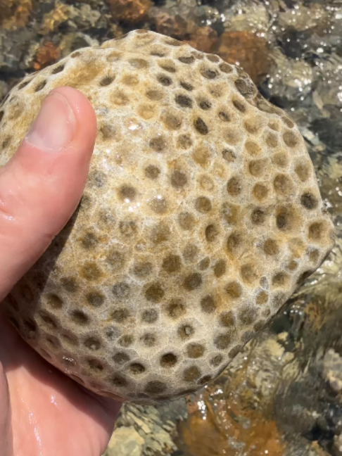 @Michigan Rocks