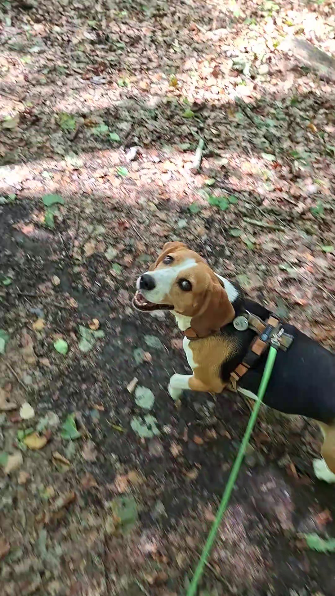 @BeagleTrifftBerner