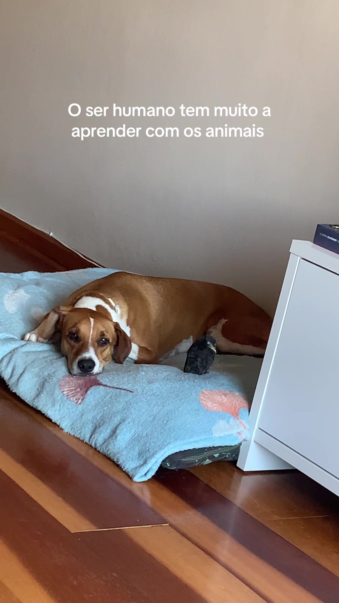 @Pacoserelepe