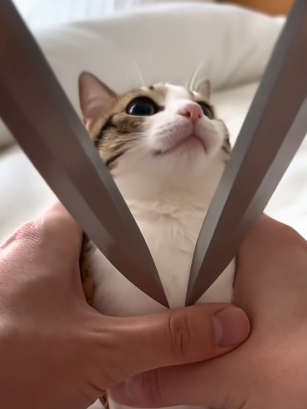 @TheRealMeowl