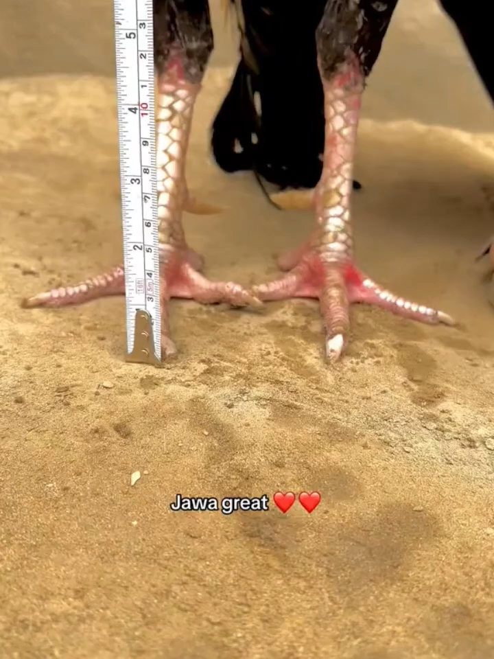 @TheAseelKingdom