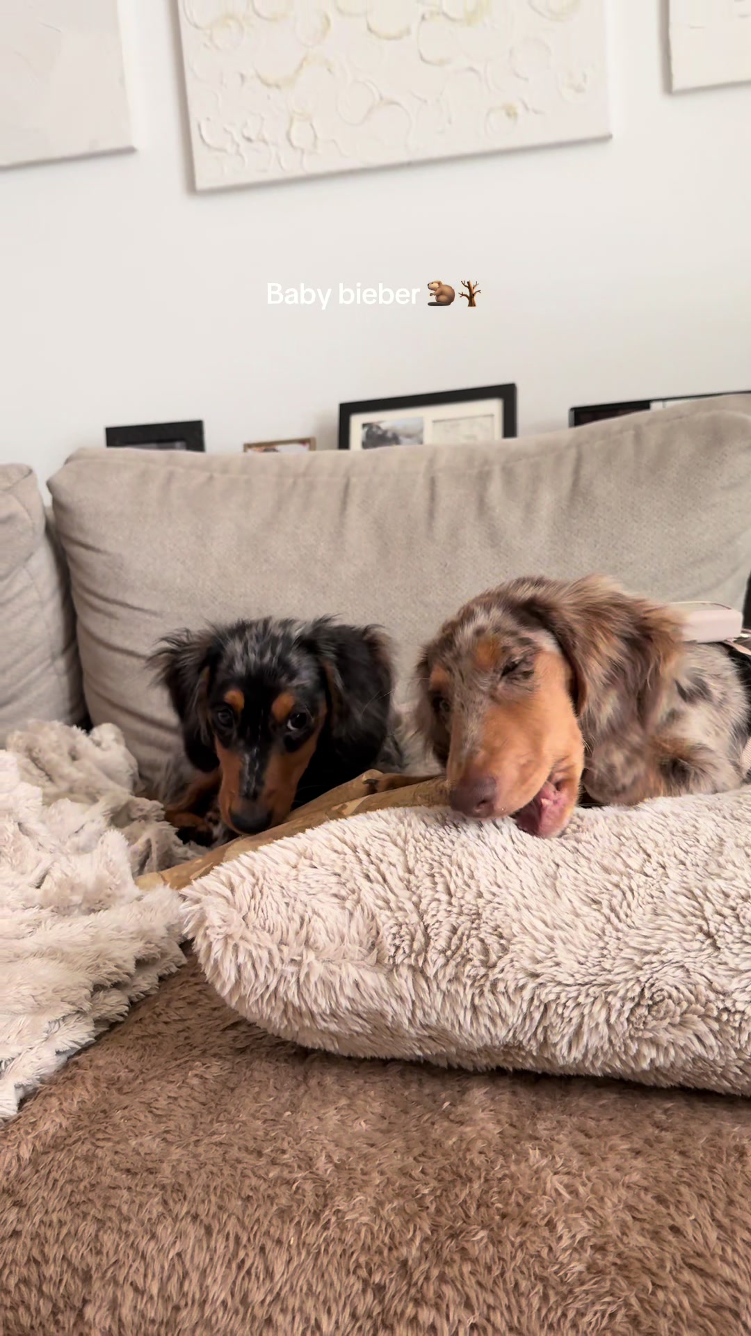@Lio&Lou I Dachshund