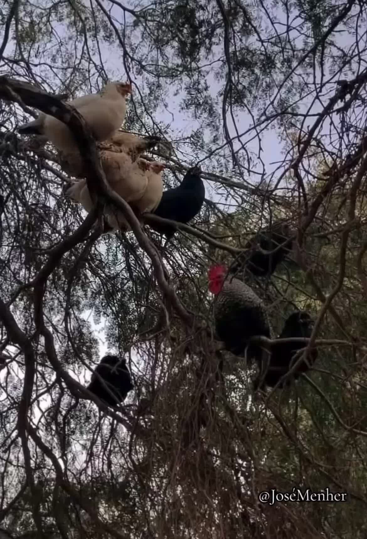 @🦅Pablo S🦅🦅🇸🇻