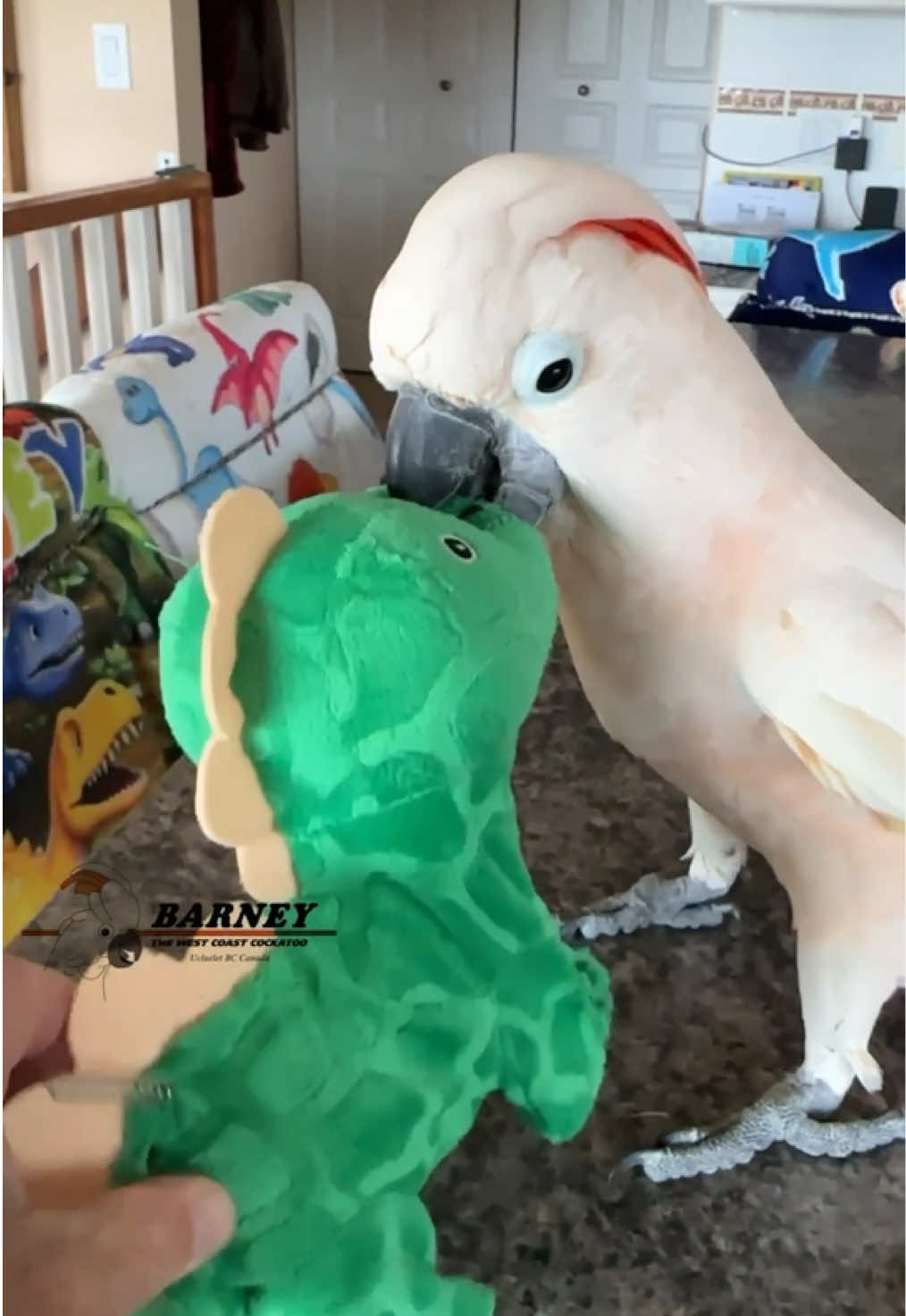 @Barney the West Coast Cockatoo