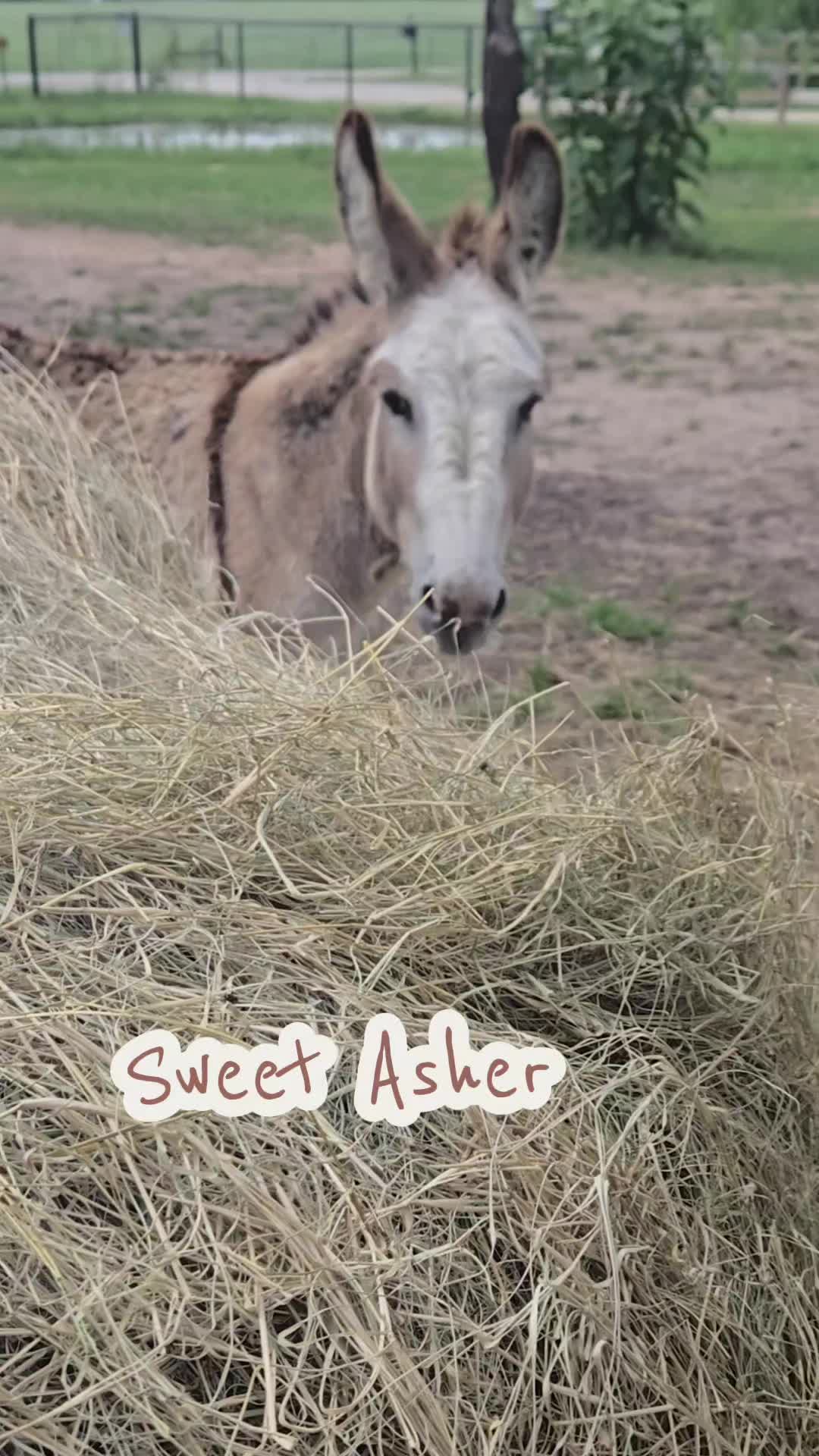 @Fonzy's Farm Rehab & Sanctuary