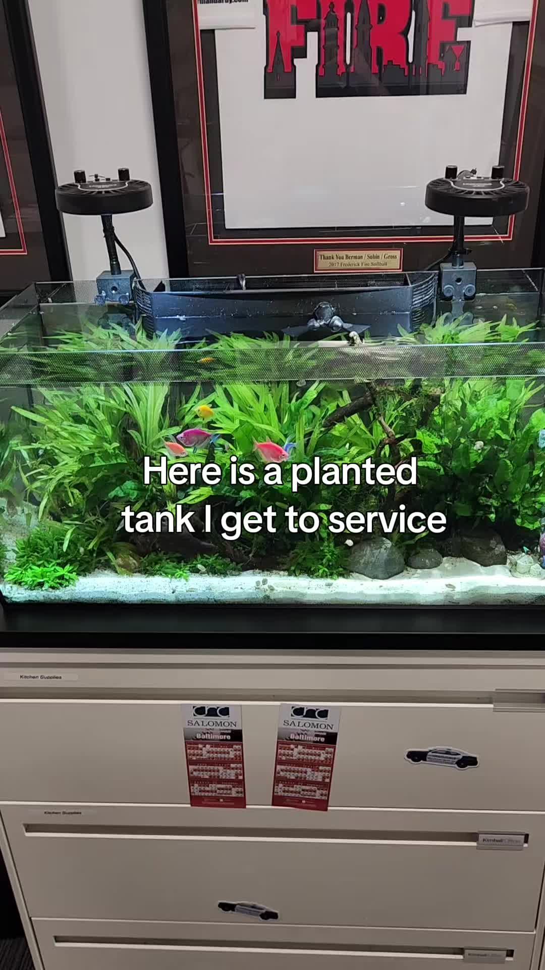 @Mike's Reef Tank
