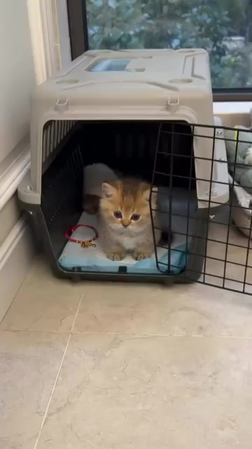 @Chonky World Of Cats