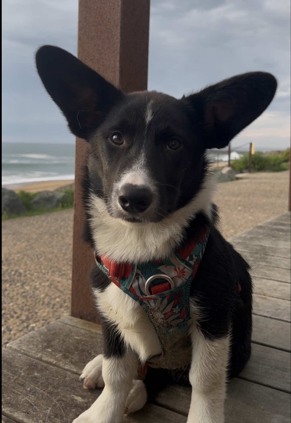 @Association Puppykittyfrance