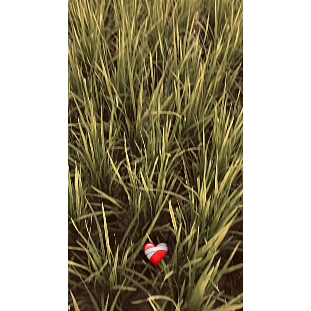 @پنجاب ❤️🩹
