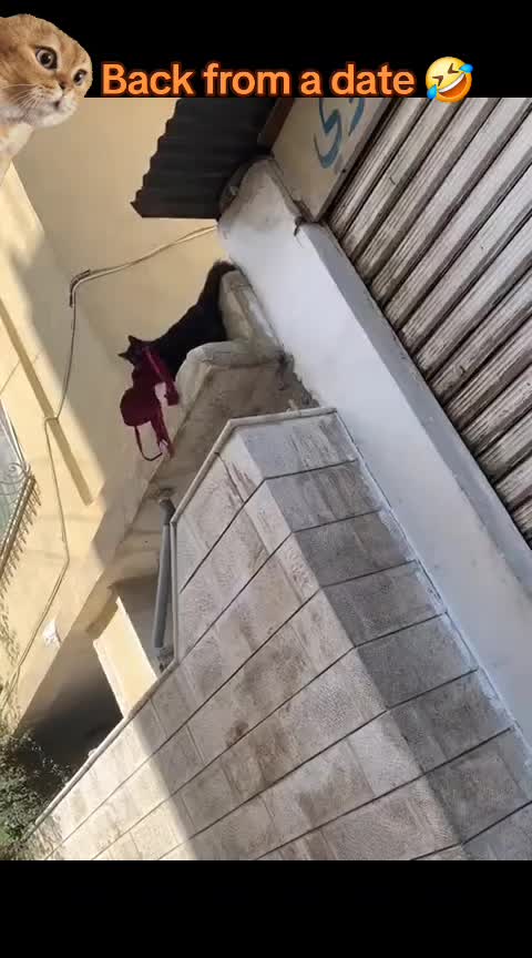 @🤣Vidéos Drôles.Zzz