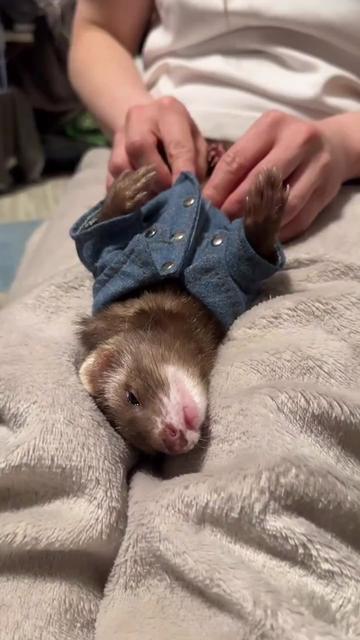 @Little star ferrets