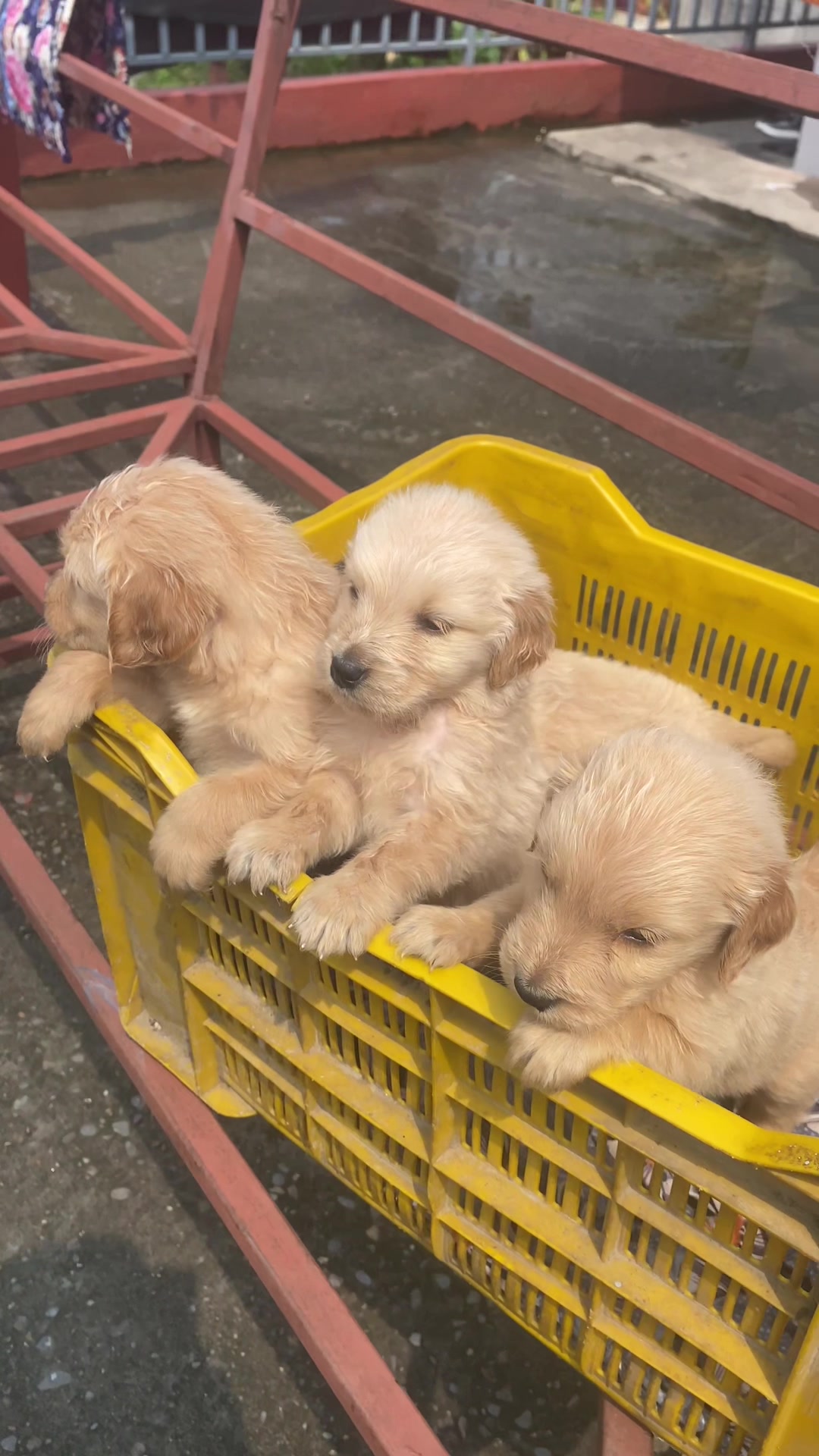 @puppy.nepal