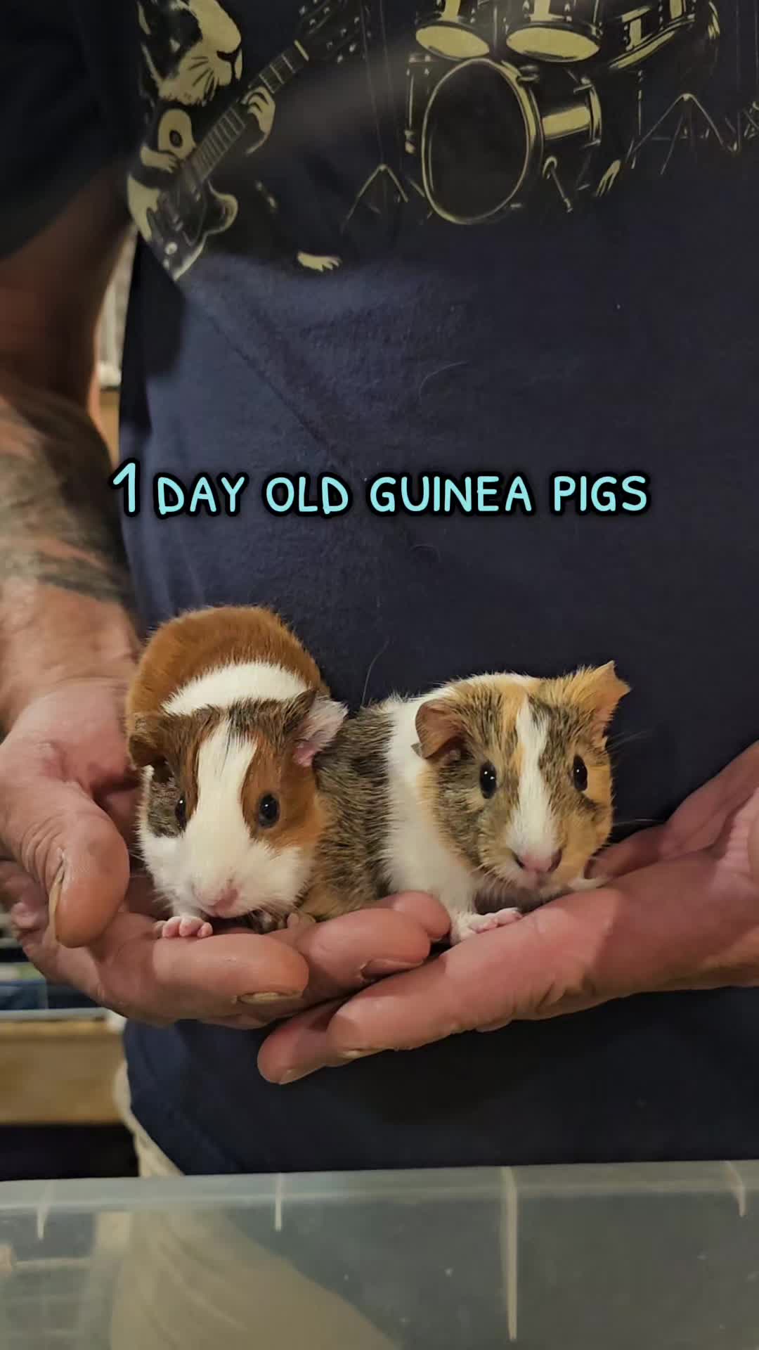 @♡GuineaPiggy♡