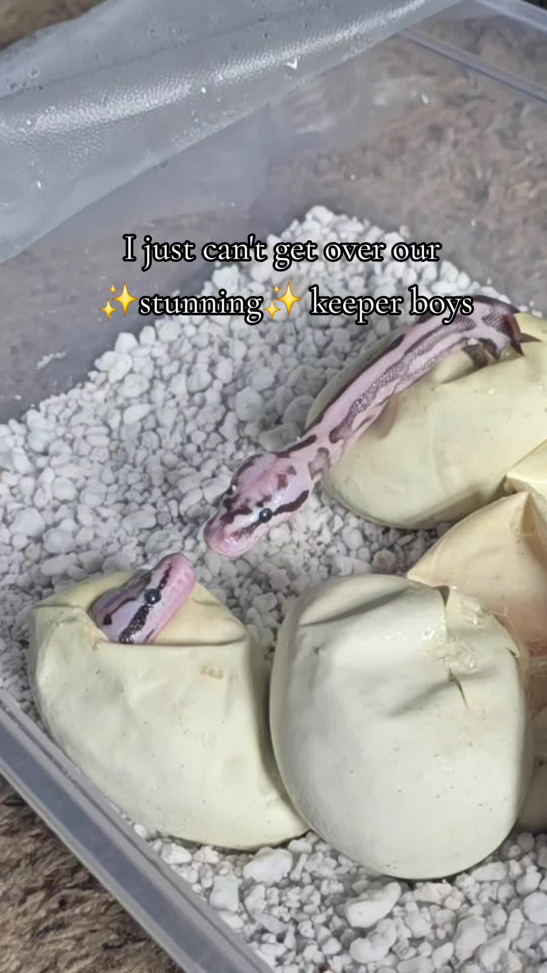 @MoonlitMorphs