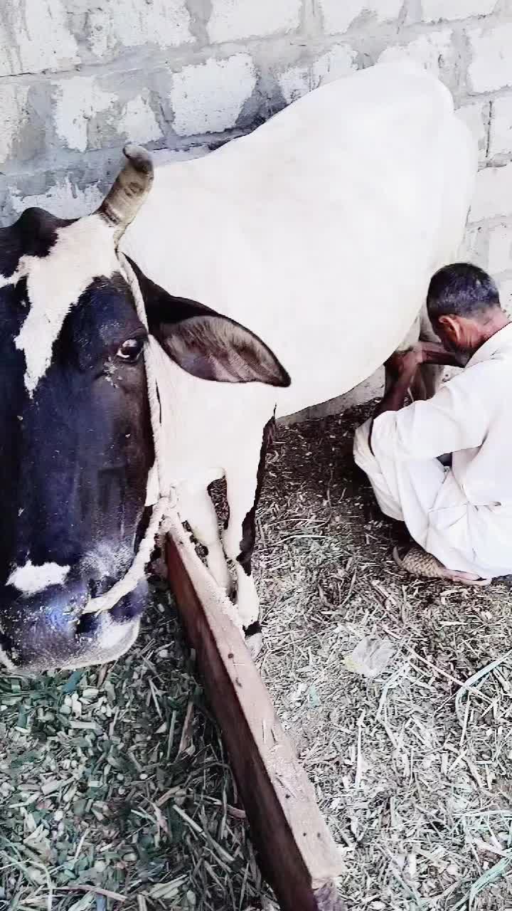 @Rai RASHEED KALYAR
