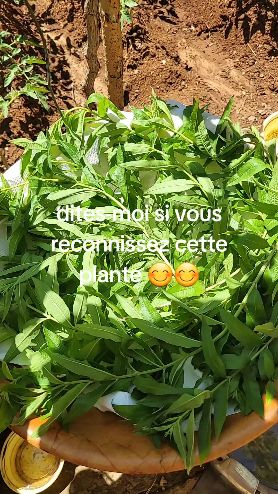 @jiji