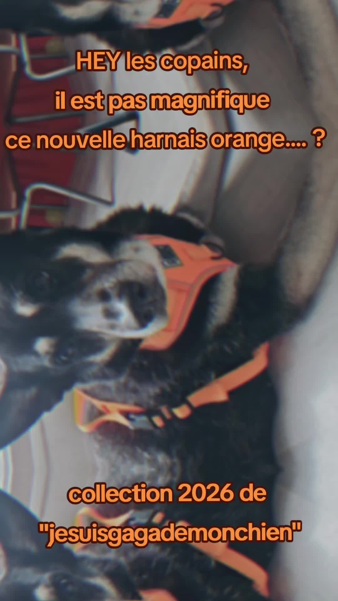 @laura mom and dogmom