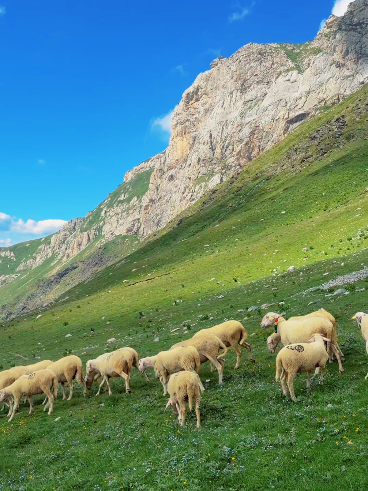 @DIBRA-REALE