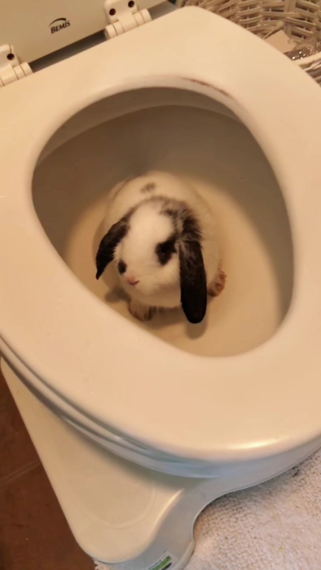 @Pet_lover