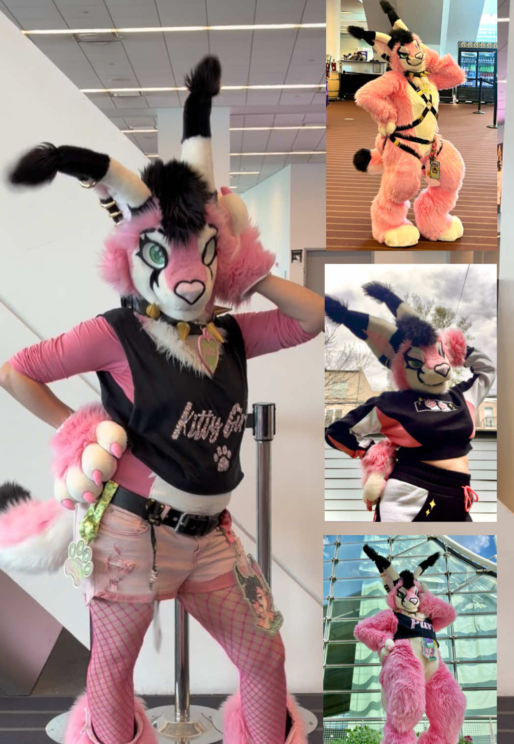 @Juice the Caracal