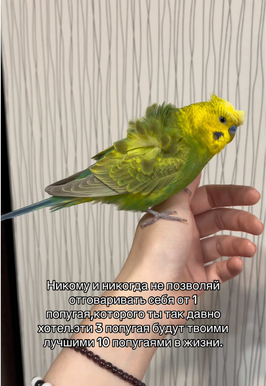 @🦎❤️Геля и питомцы❤️🦎