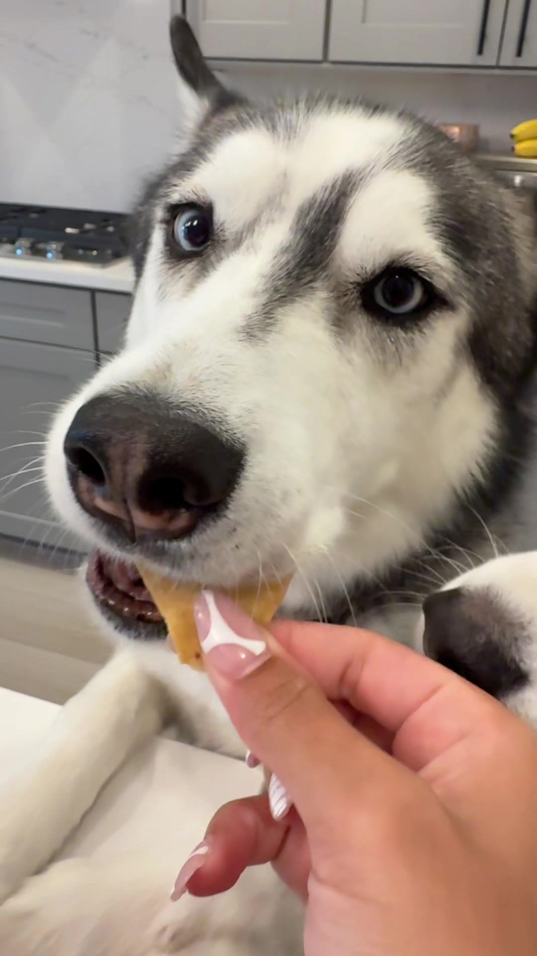 @lifewith2huskies