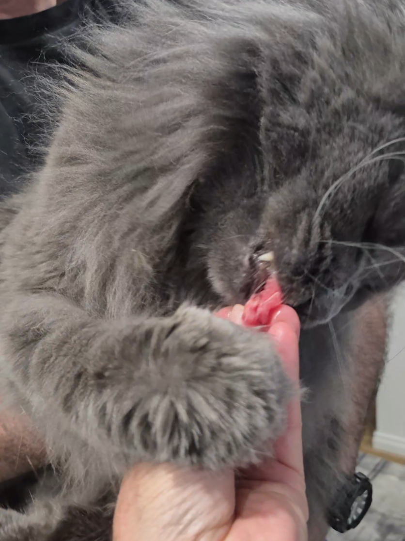 @Ragnar the Maine Coon 🐈