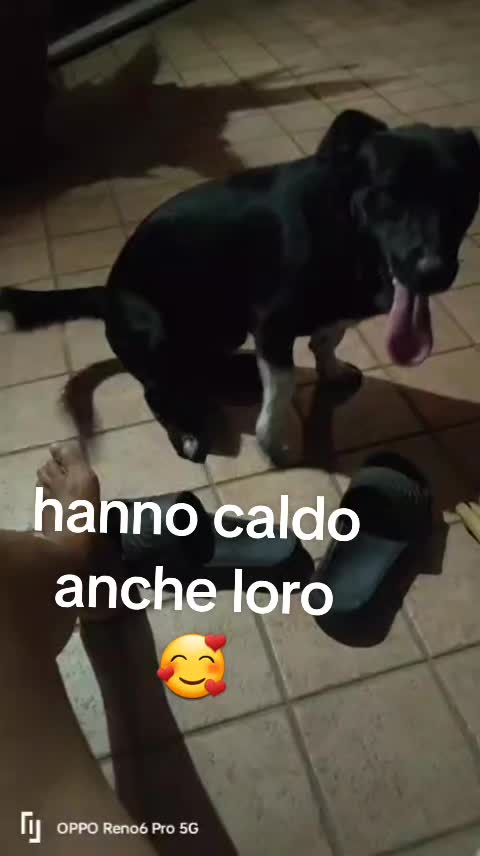 @franco senato
