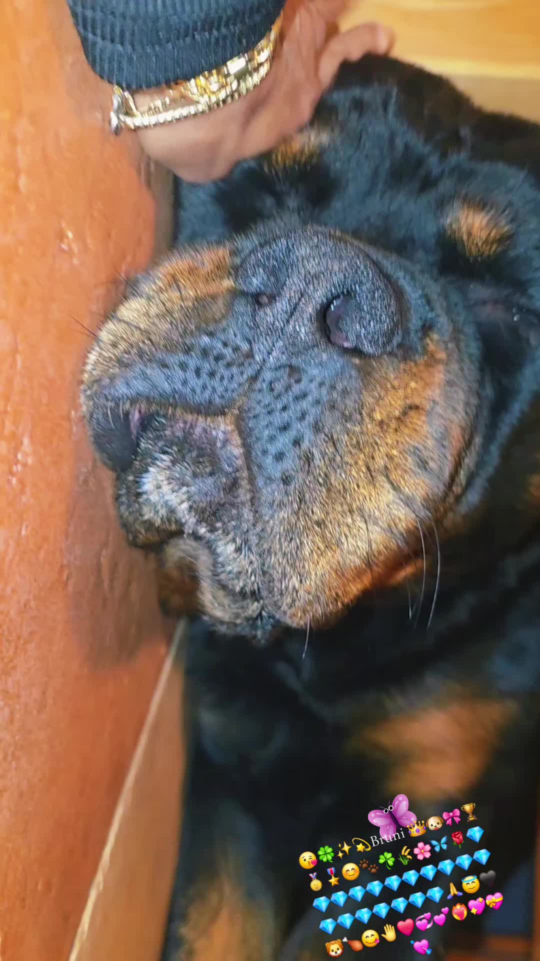 @Rottweiler Bruno