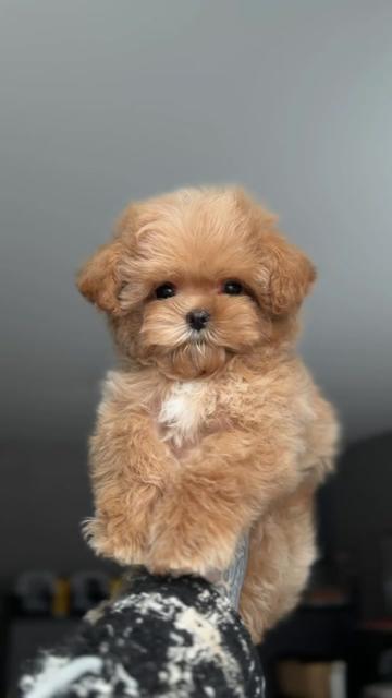 @kate_pomeranianl