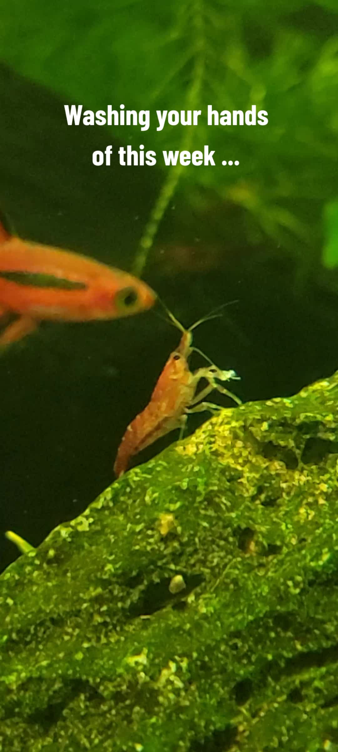 @Fishie Fishy Fish (nano, nano)