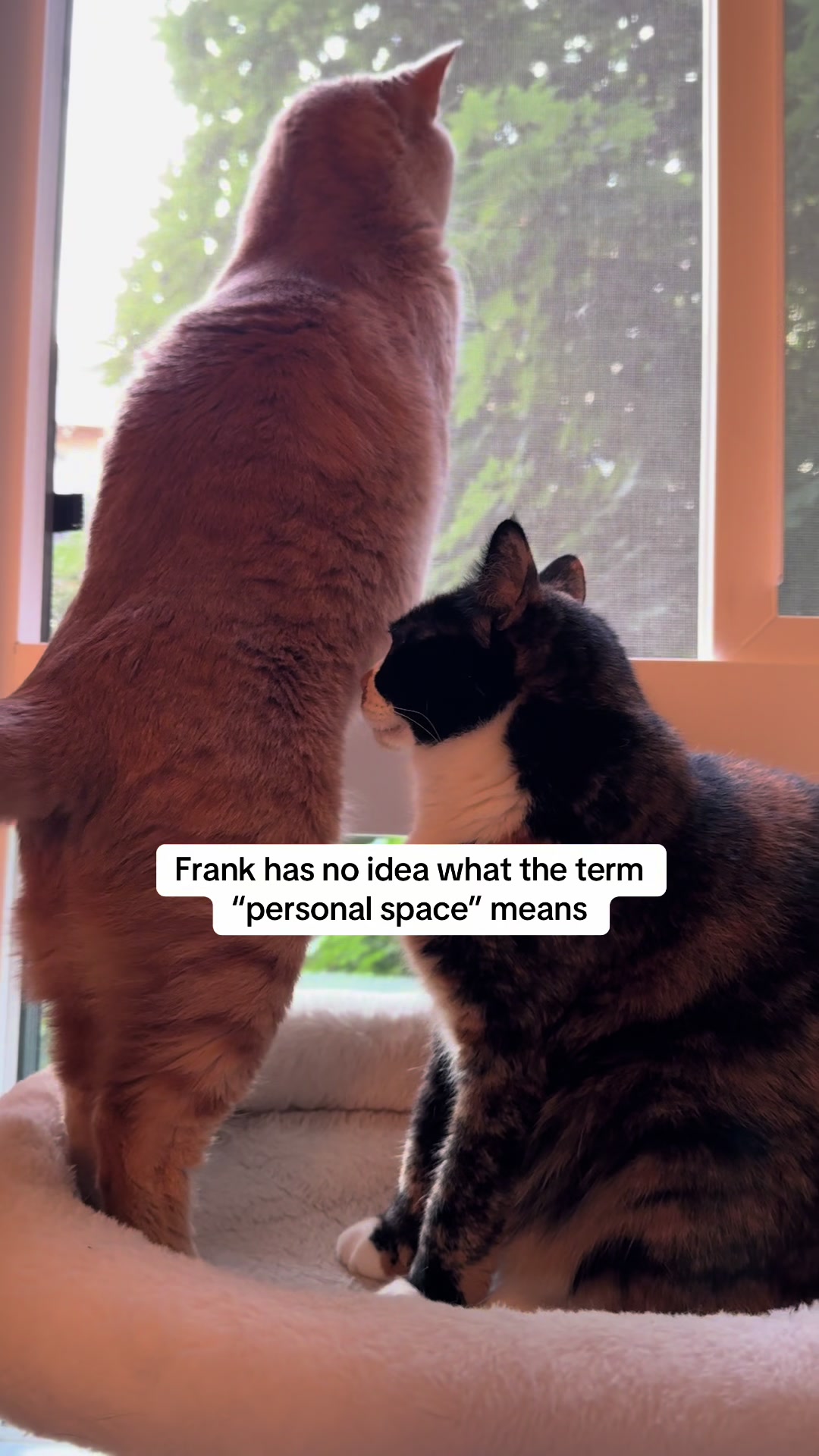 @Frank & Bean
