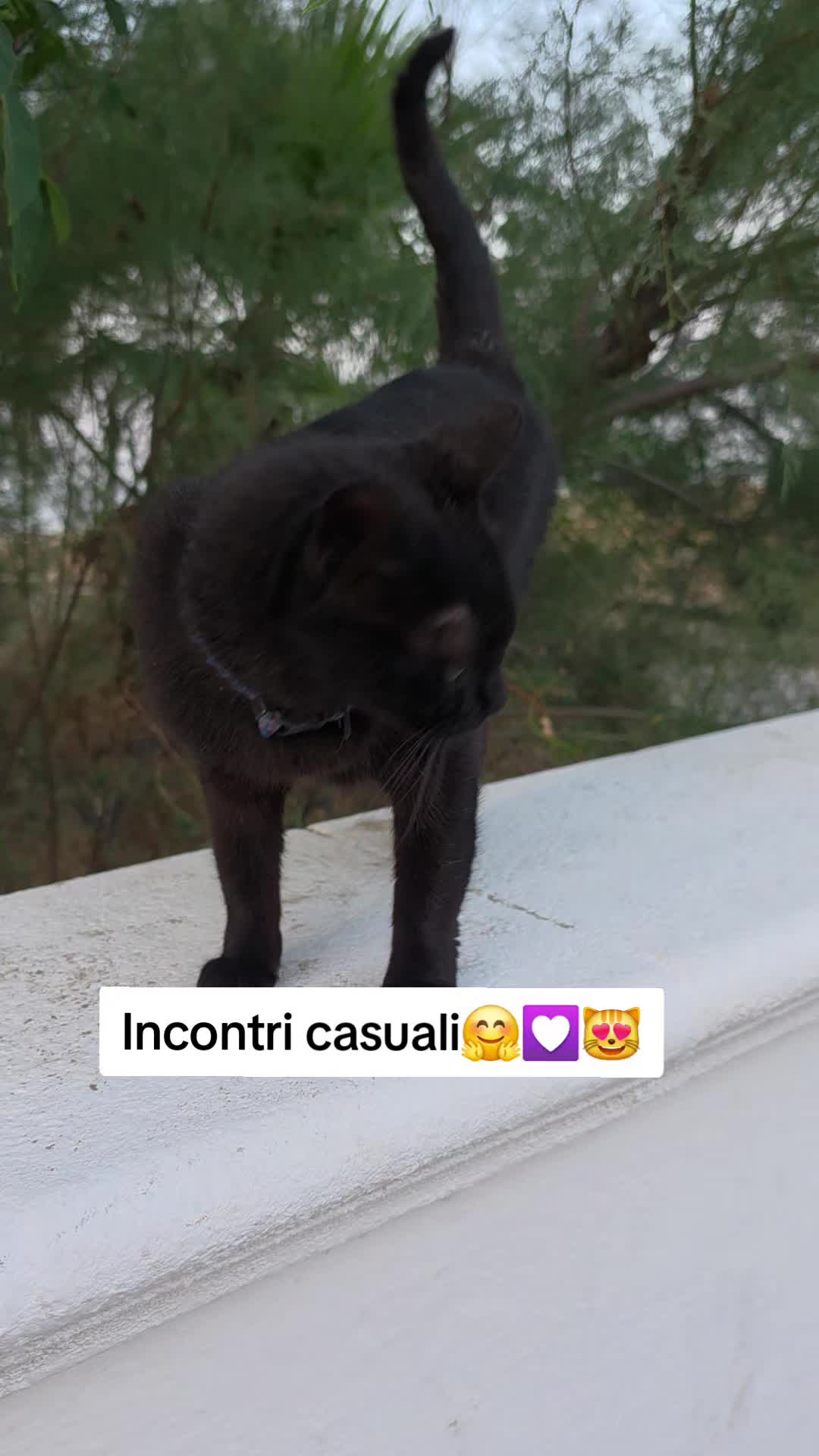 @AmiciMiao