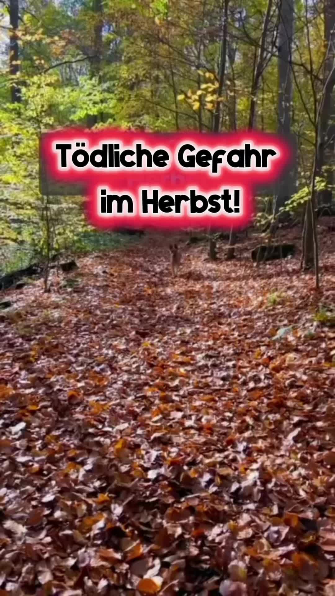 @INSAbenteuerHund