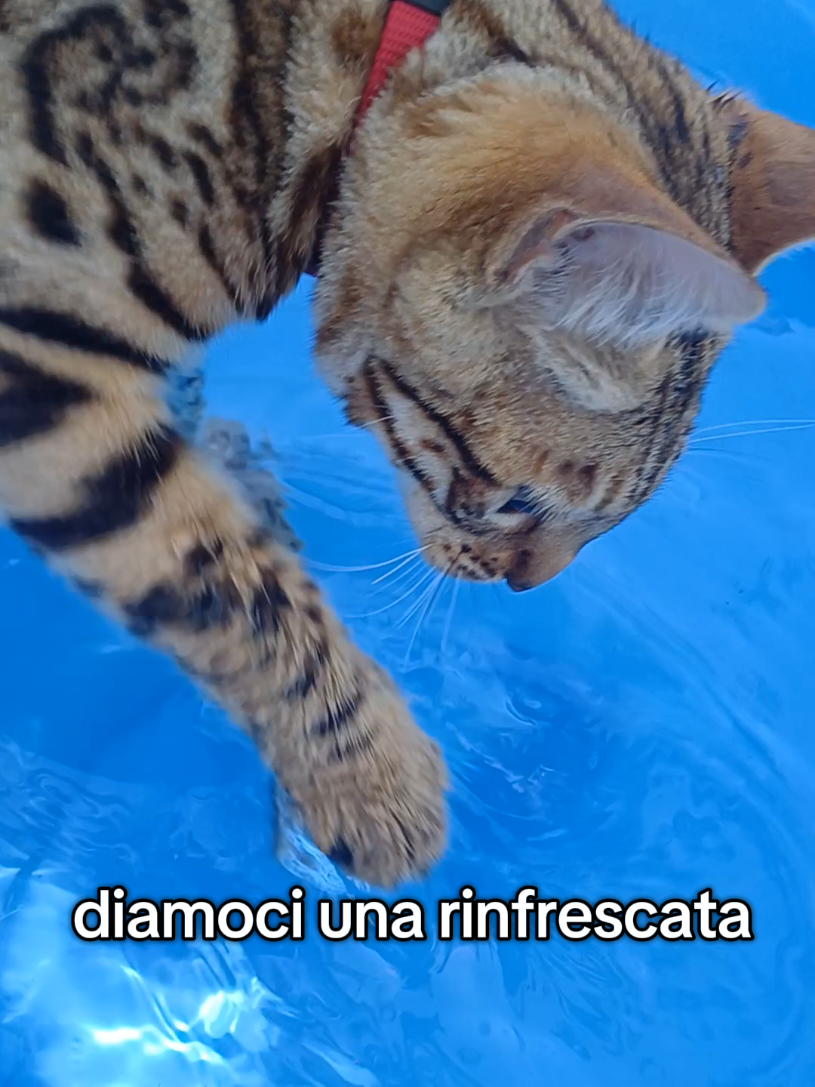 @Rio.supercat