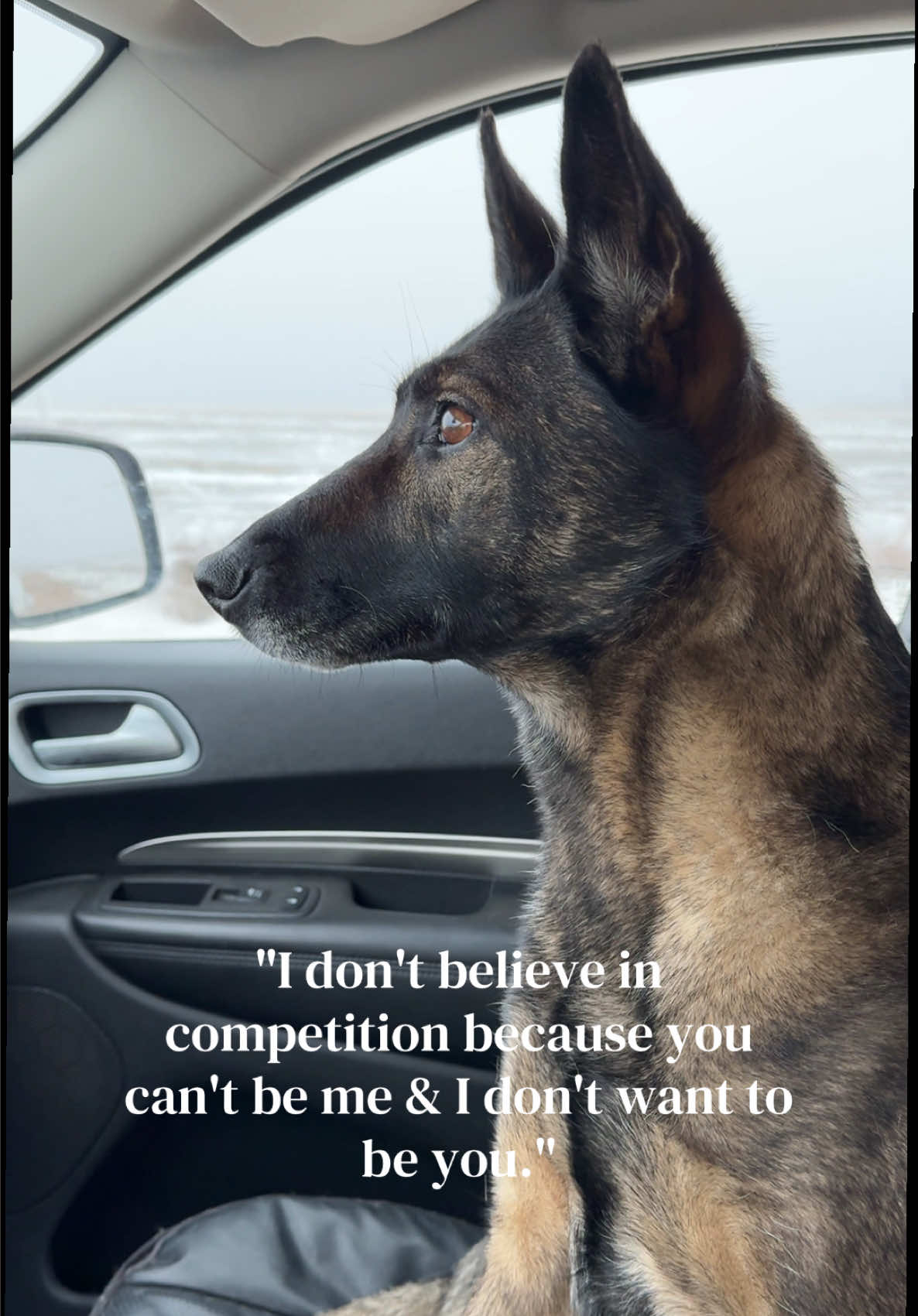 @K9 Dina