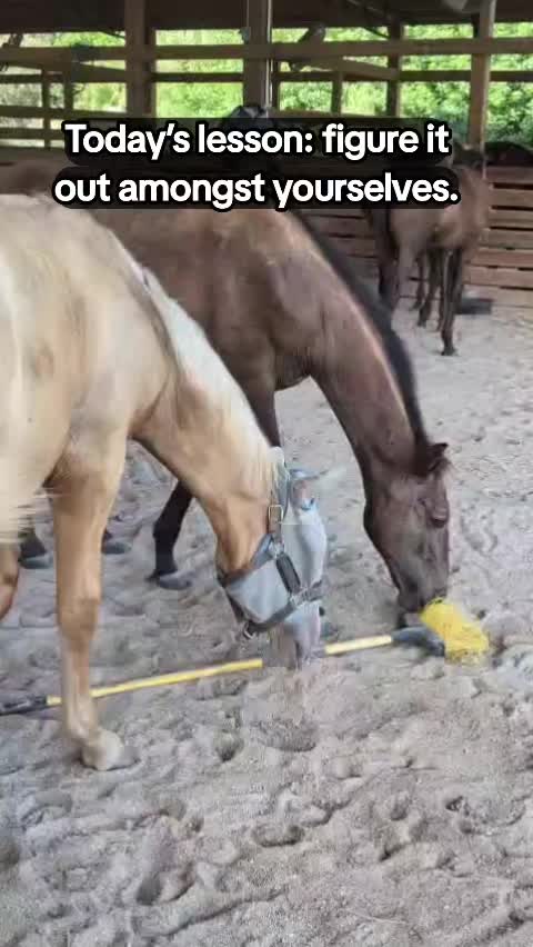@Duyn Equine Horse Training