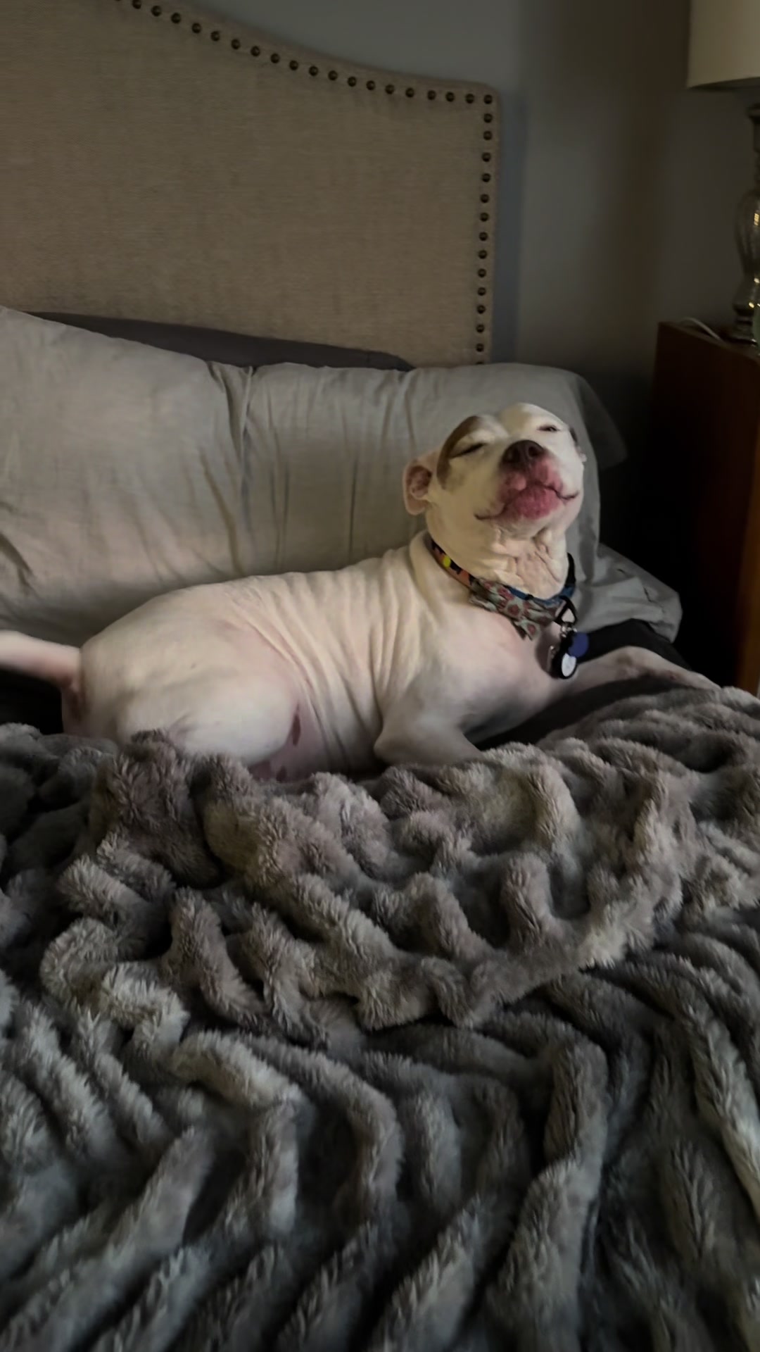 @Chewy the pitbull