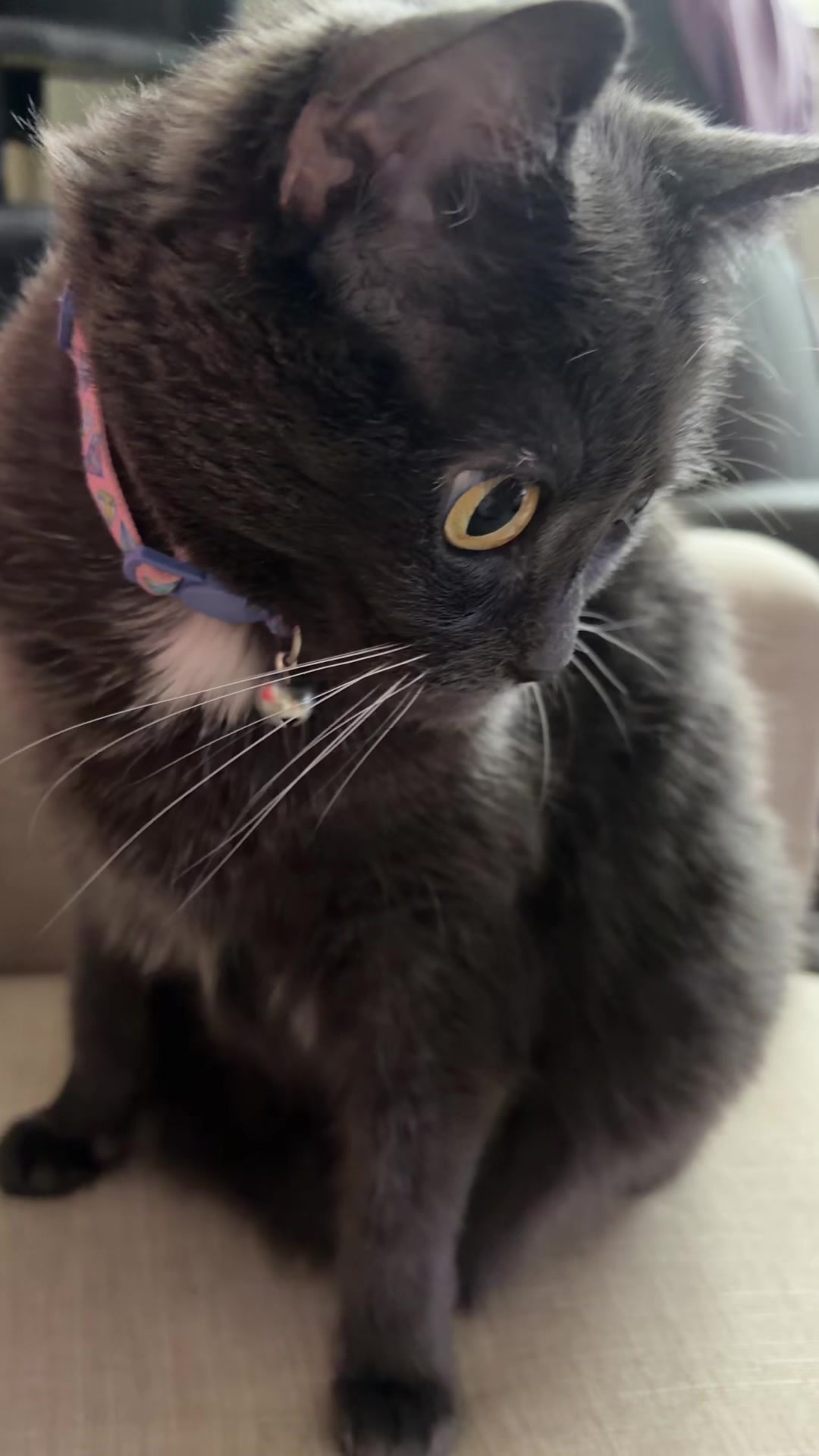 @zeldathecutecat