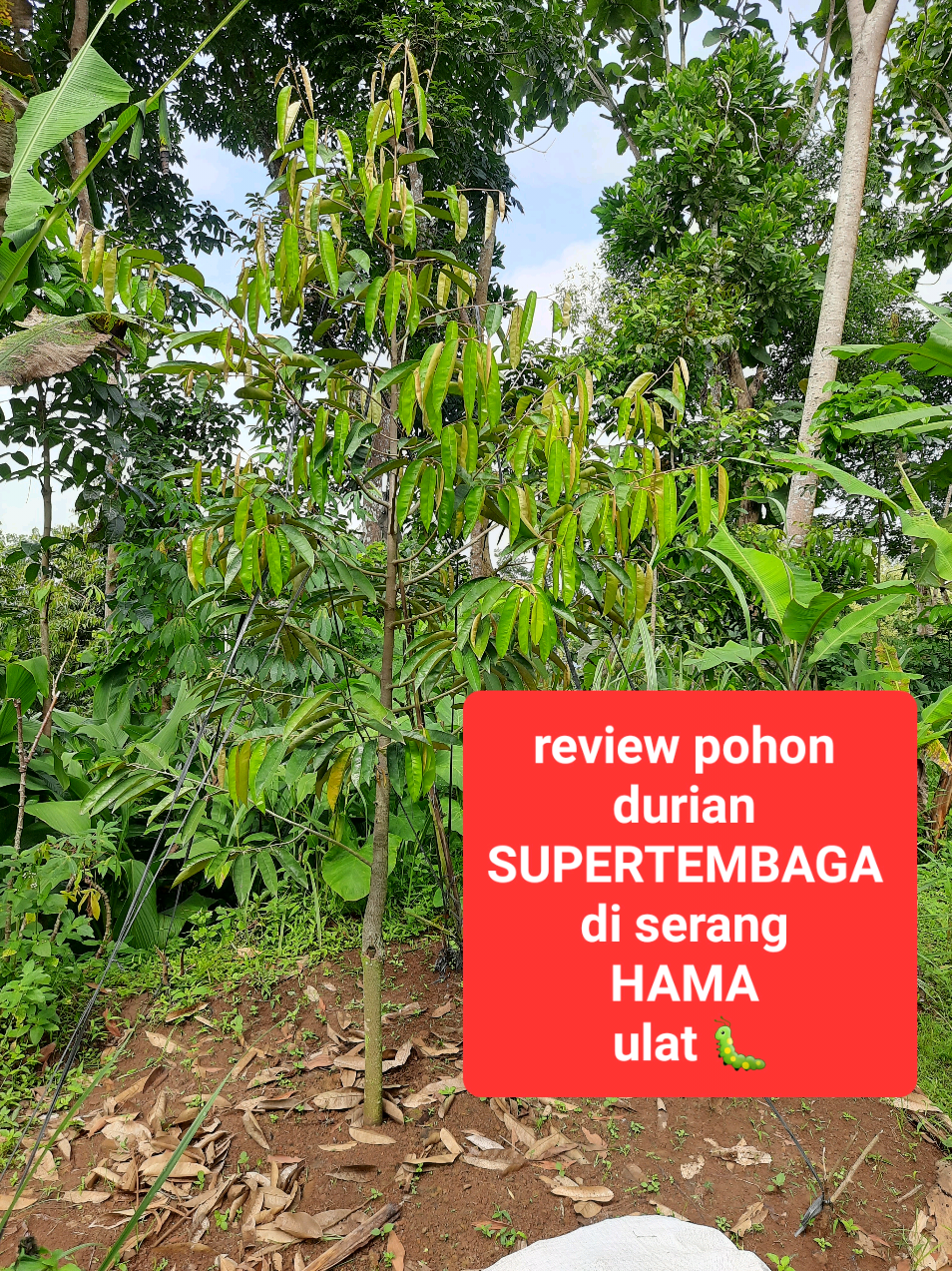 @embunpagi20