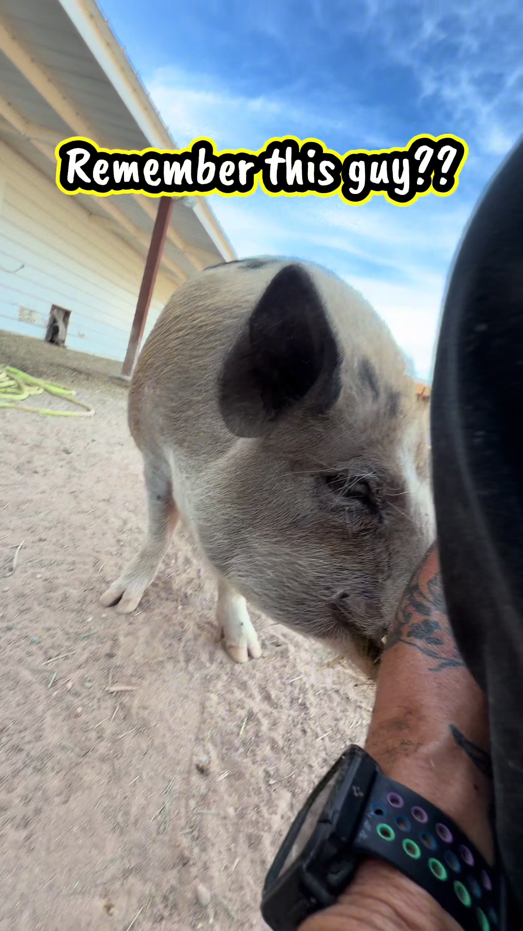 @Pig Luv Co