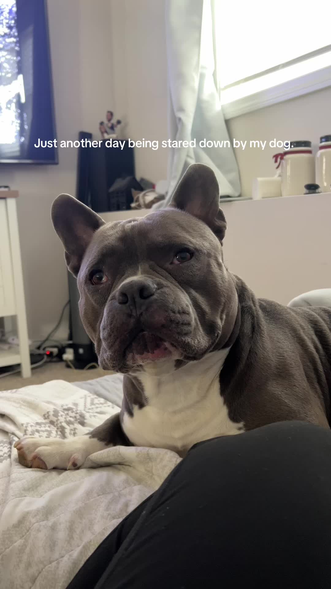 @Gunner | Pocket Bully