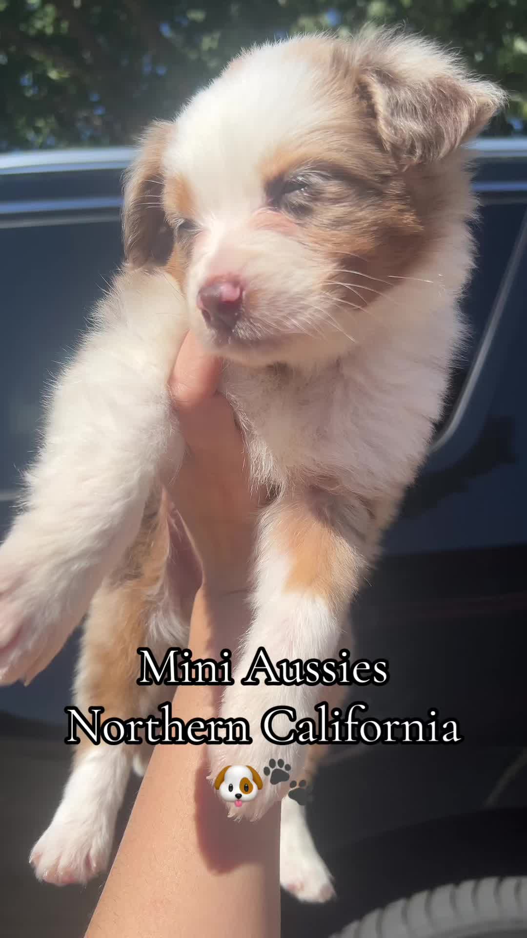 @sacramento__aussies916