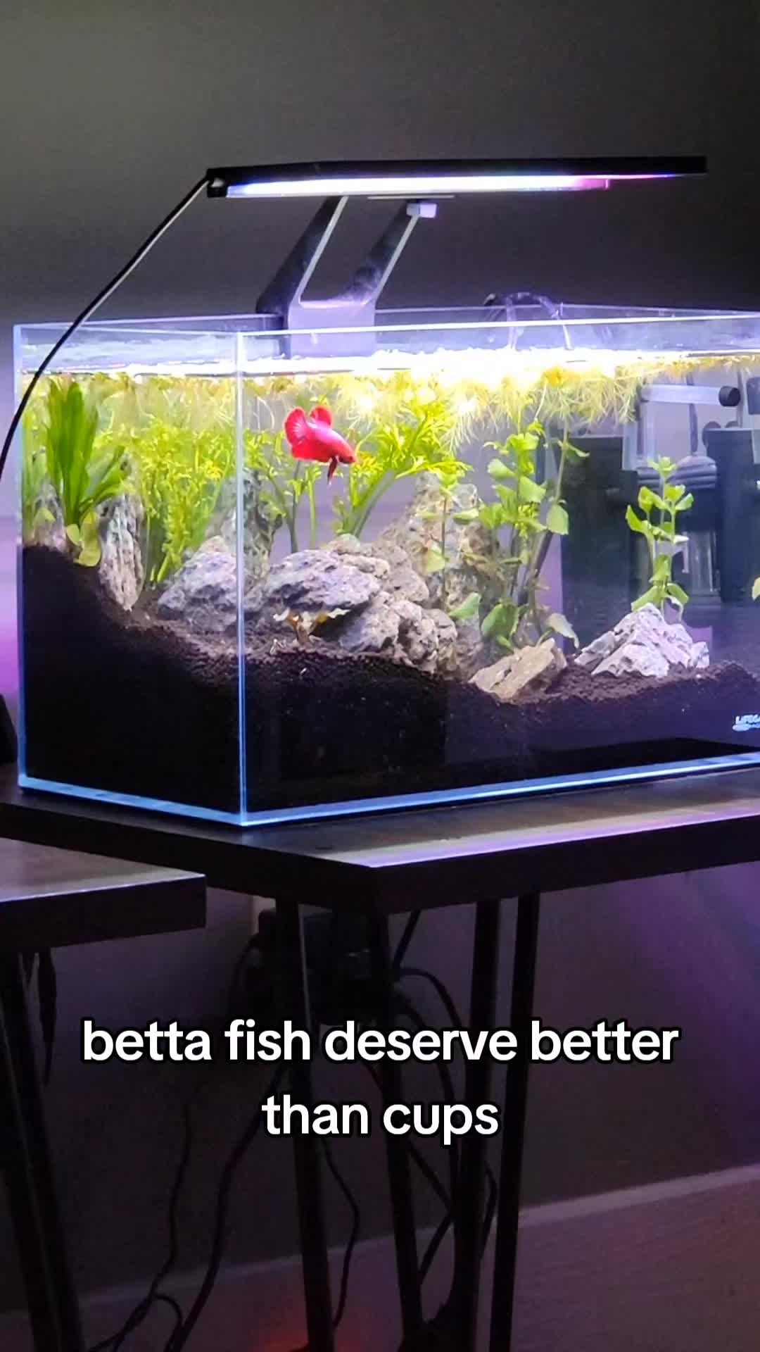 @bobaboa