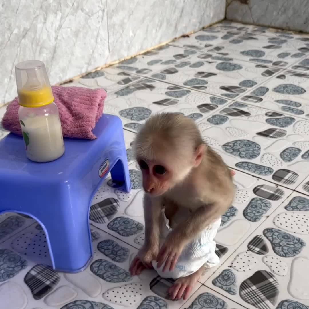 @Monkey TP