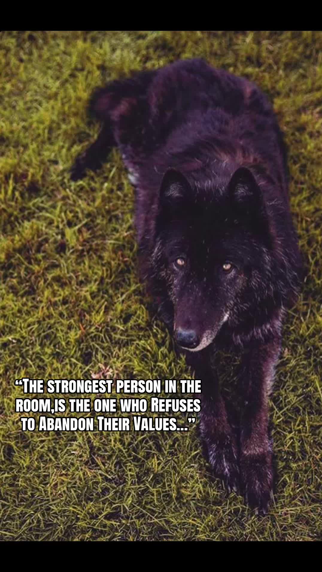 @🪬Conscious_LoneWolf🐺