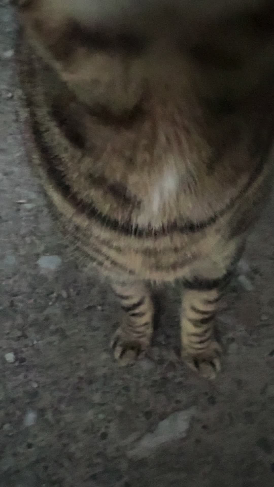 @Coby the Cat 🐾